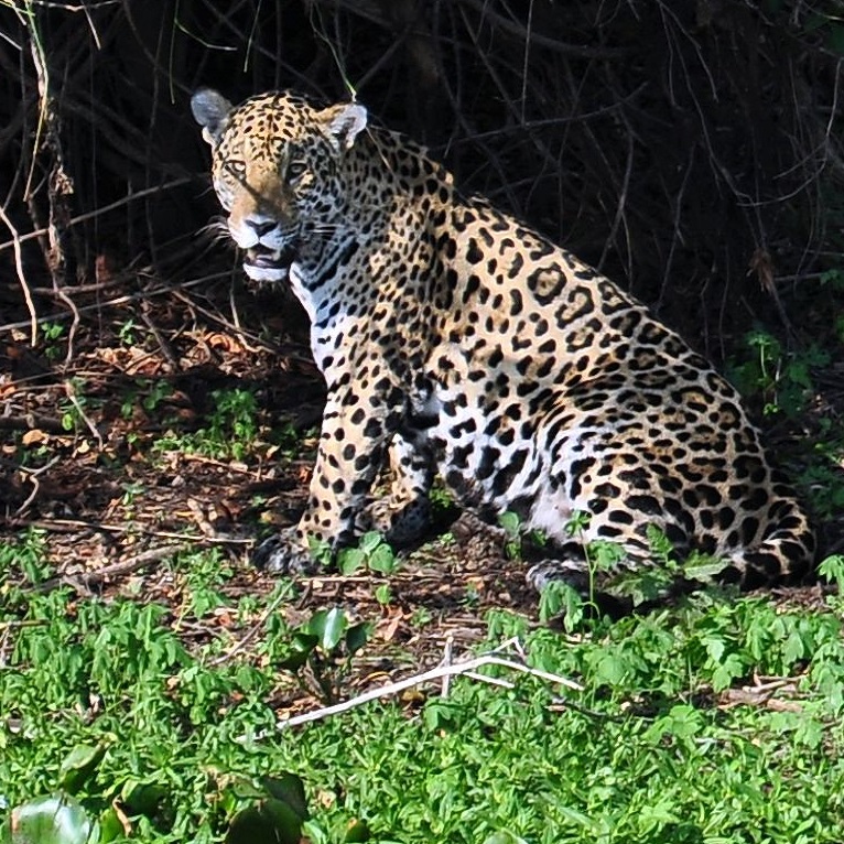I giaguari maschi non sono affatto felini solitari