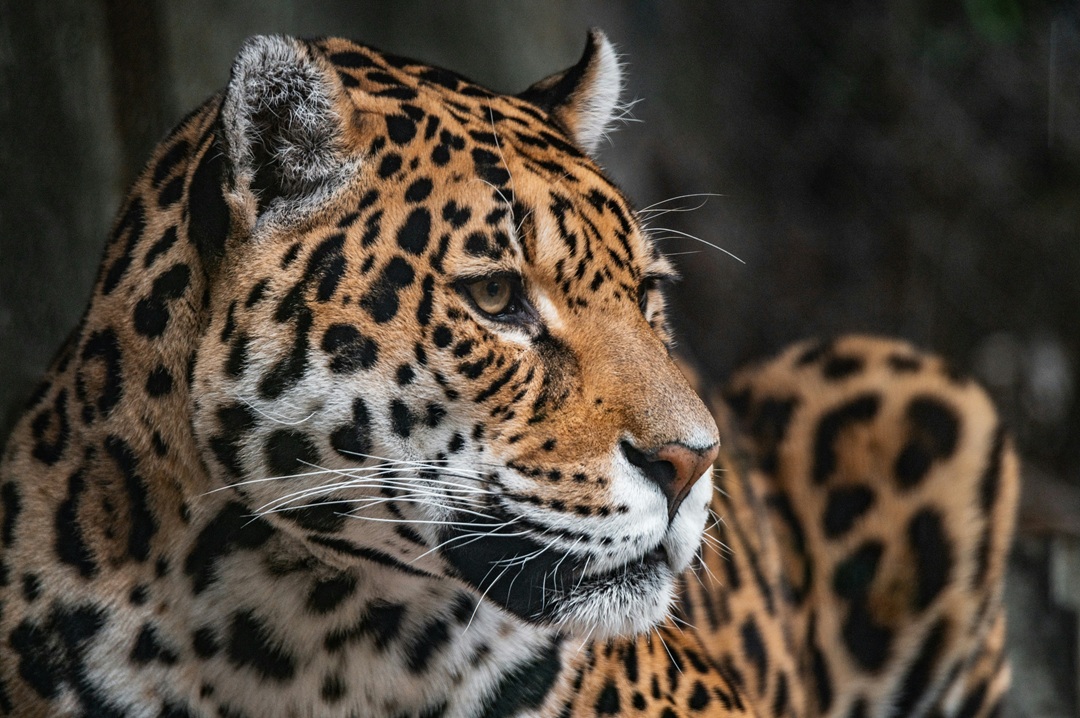Pantanal: il paradiso brasiliano dell'acqua e del giaguaro