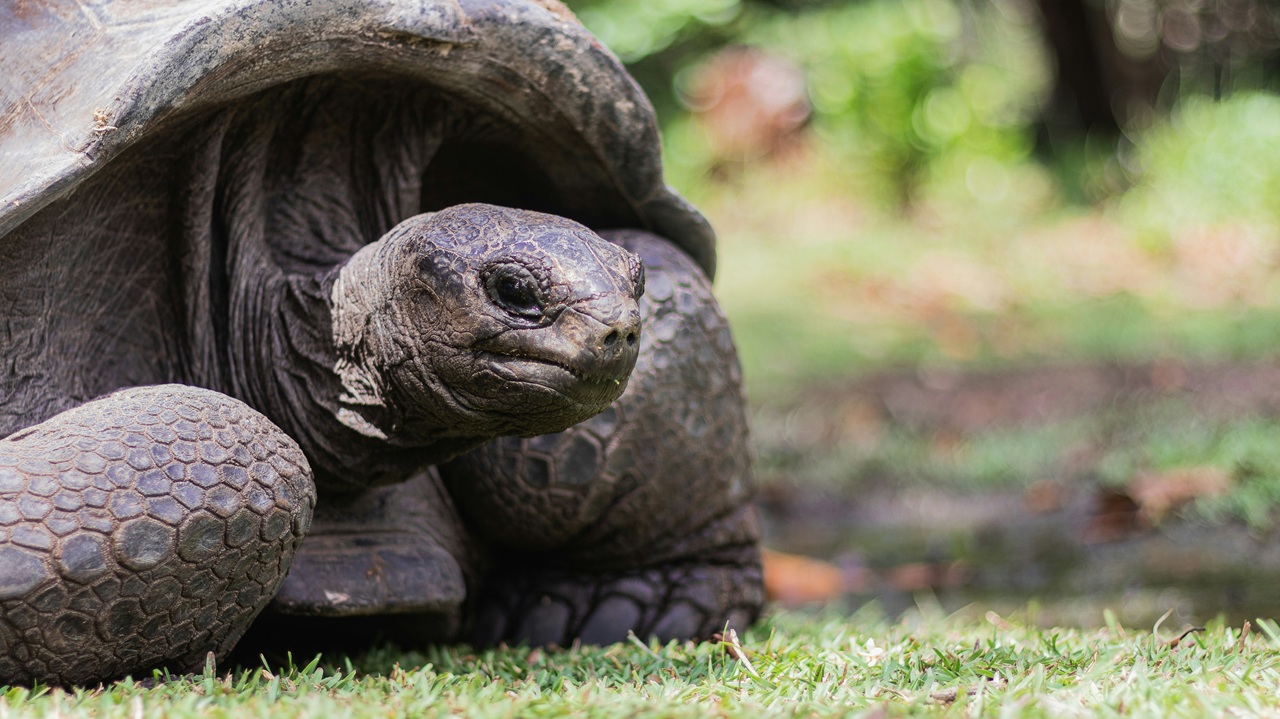 Tartarughe giganti e foliage?&nbsp; Alle Seychelles si pu&ograve;!
