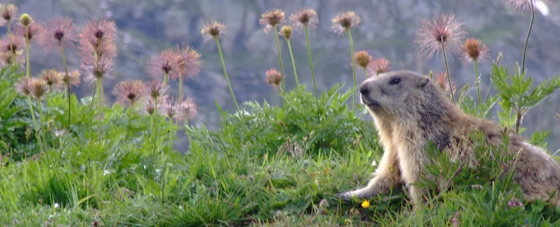 PARCO NAZIONALE GRAN PARADISO - SPECIALE AGOSTO