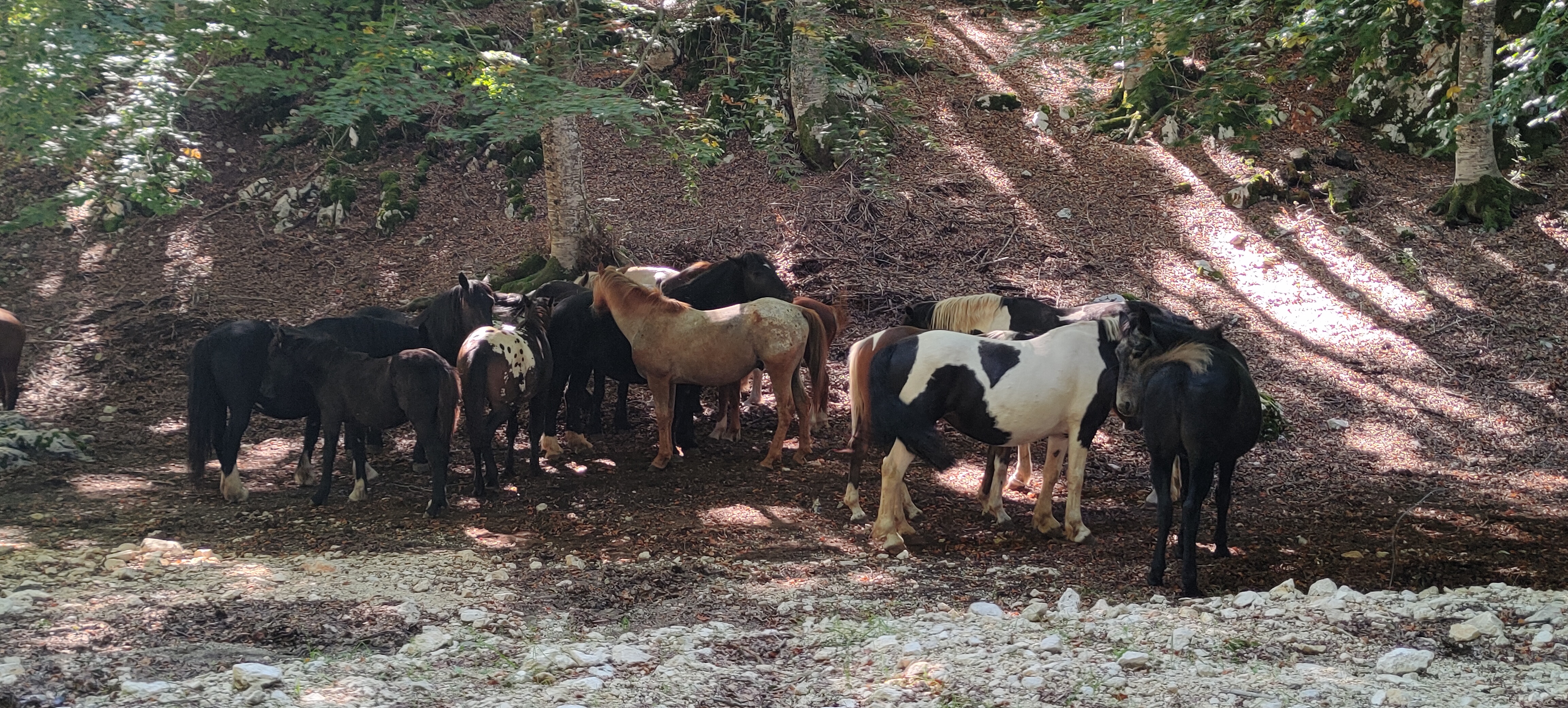 SACROFANO: ESCURSIONE PER BAMBINI E FESTA DEGLI ANIMALI