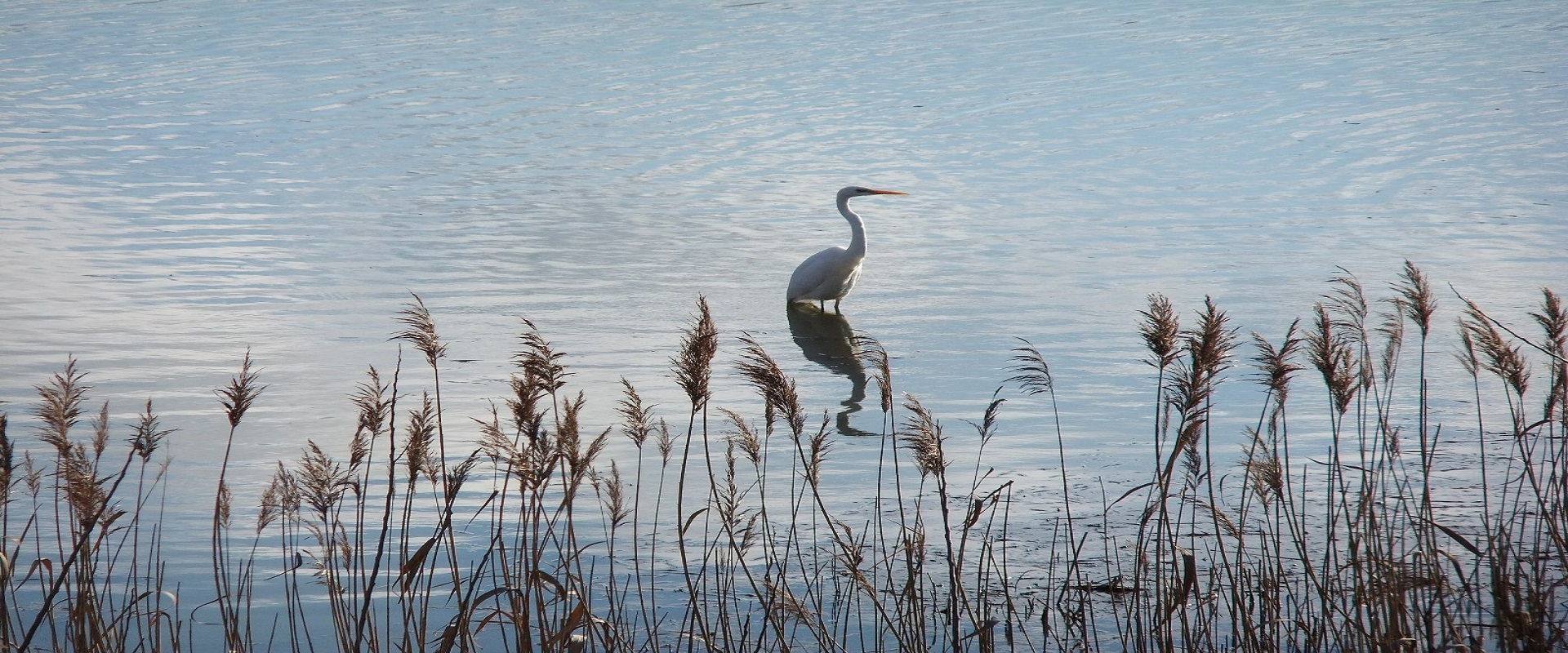 L'OASI WWF DEL LAGO DI ALVIANO A "ZERO CO2" 