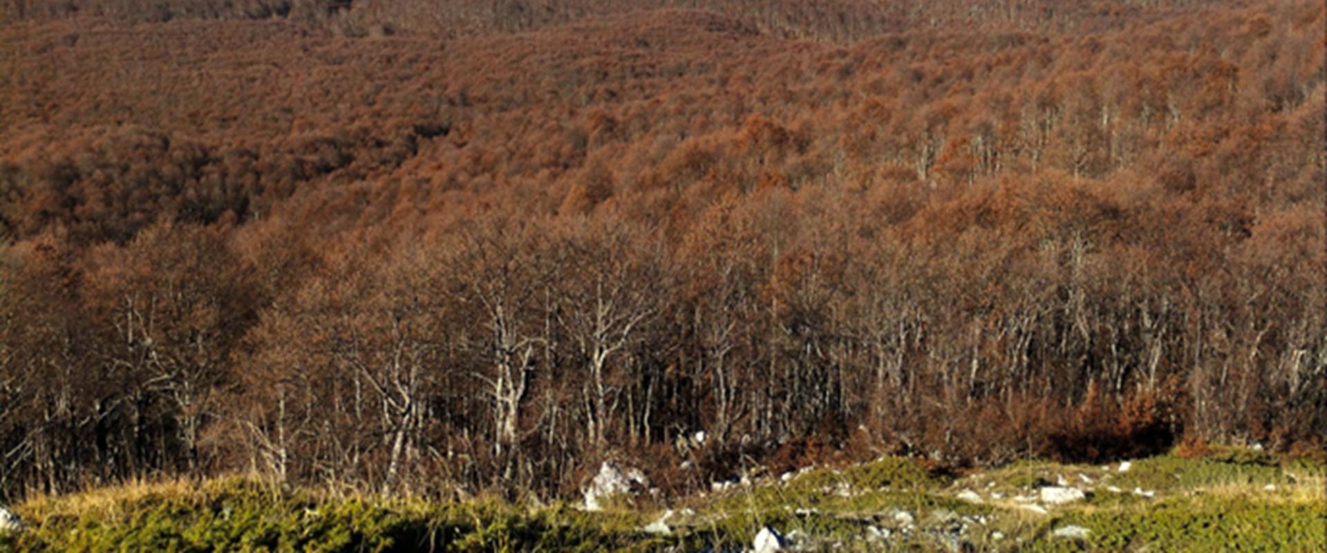 ANELLO AUTUNNALE DI MONTE AUTORE