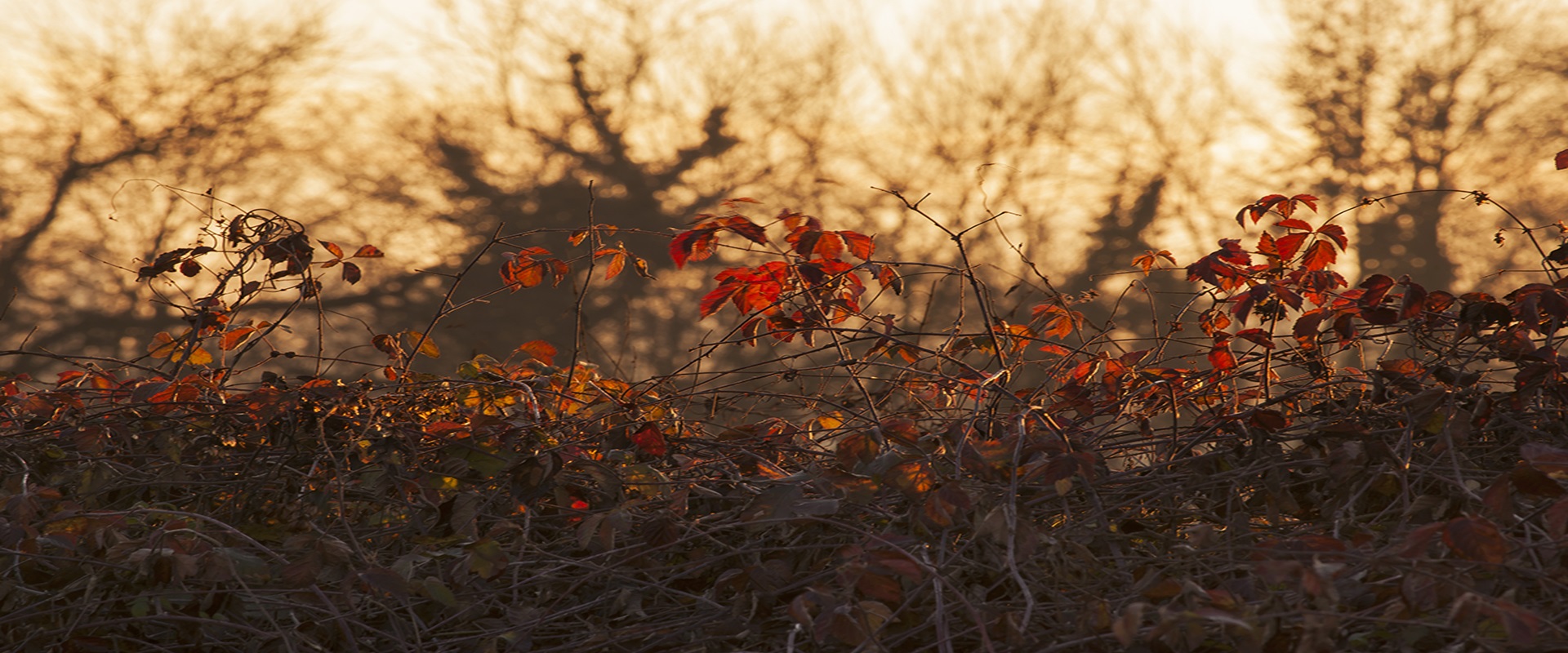 L'AUTUNNO ALLE PORTE, LA NATURA CAMBIA COLORE
